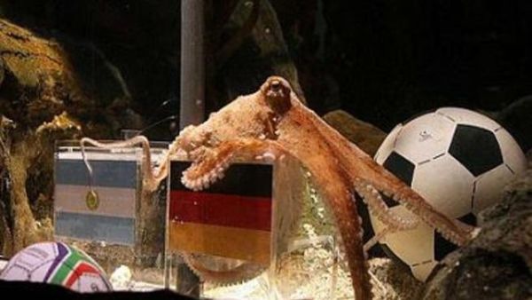 الاخطبوط بول 