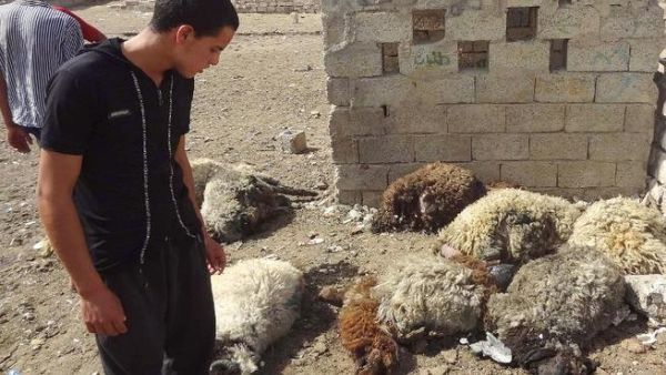 An Iraqis looks at dead sheep killed in two roadside bombs that detonated in a sheep market in the northern city of Kirkuk (Marwan Ibrahim / AFP)