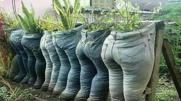 بنطلونات مزروعة