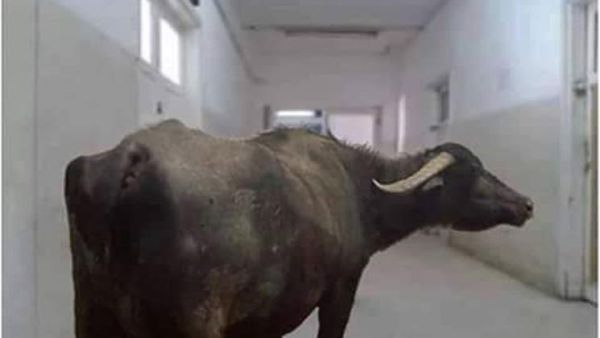 جاموسة تثير الجدل وتتفقد المرضى في مستشفى سوهاج في مصر