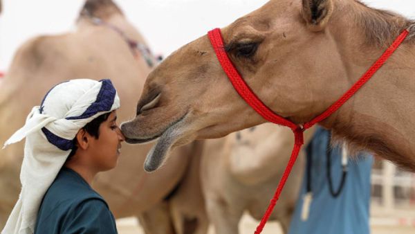 المشتري أحد الأمراء السعوديين التواقين لاقتناء الناقة التي أطلق عليها اسم "الملكية" 