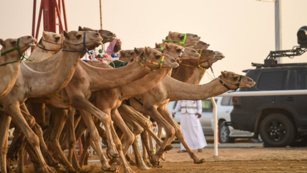 السعودية انشغلت بسباق الهجن 