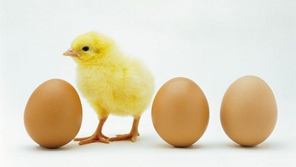 الدجاجة والبيضة