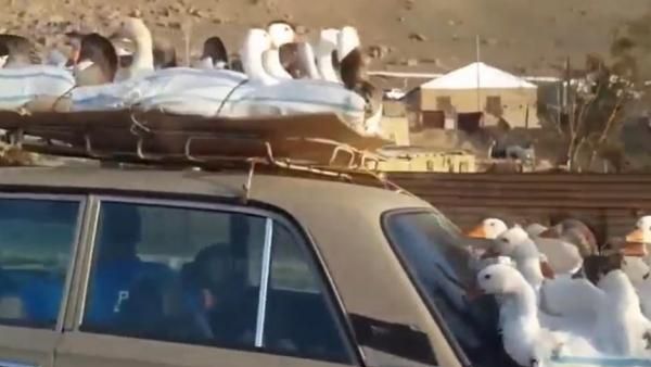 A quick-thinking passenger snapped a video of a man driving a car with several ducks strapped to the roof and back side of the car. (Screenshot)