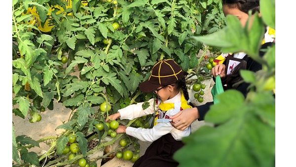 نجح الطلاب بالاهتمام بالبيوت الخضراء والأشتال وبقطف المحاصيل وتناولها في المدرسة مع زملائهم ومع أفراد عائلاتهم ونقل الوعي الصحي والبيئي إليهم.