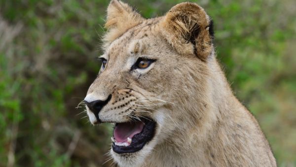 Keeping wild animals as pets at home has become a status symbol among wealthy people in Gulf countries, and this isn't the first time it has resulted in a grisly death. (Shutterstock)