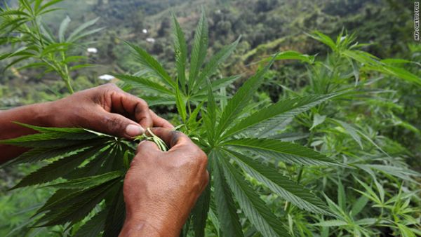 Marijuana will be made available to tens of thousands of people with 'chronic' symptoms. (AFP/File) Marijuana will be made available to tens of thousands of people with 'chronic' symptoms. (AFP/File)