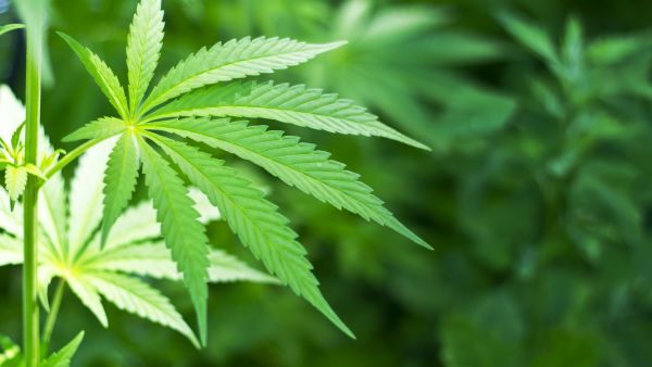 Marijuana is a growing problem in Israel. (Shutterstock)