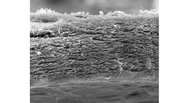 QF Member Aims to Connect Science and Society Through the Power of Art.