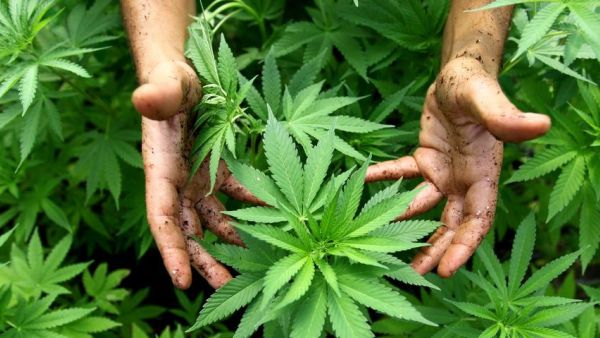 Police discovered the drugs, which have a value of around EGP 1.5 million.
