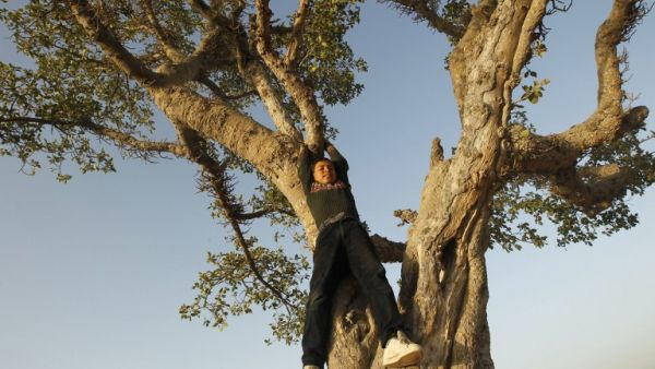 A Palestinian boy plays in an old tree east of Gaza City, near the Israeli border with the Gaza Strip, on April 3, 2013. (AFP PHOTO/MOHAMMED ABED)