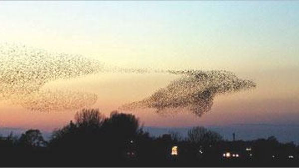 ما رسمته اسراب الطيور