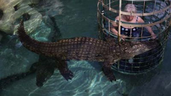 شكلو التمساح انفتحت نفسه عليها