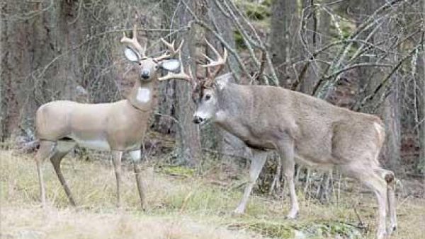 قبل البدء بالهجوم