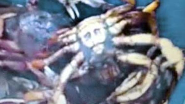 الصورة على بطن السلطعون