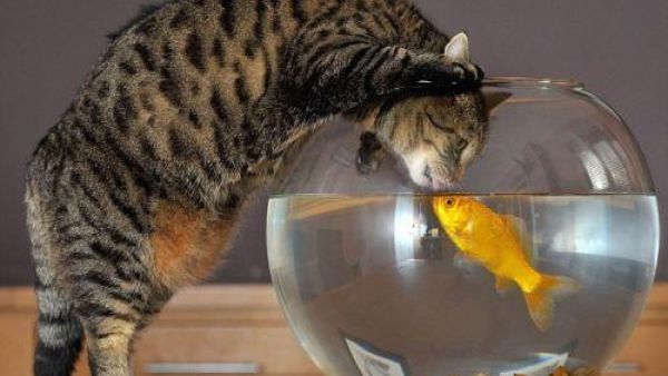 يقبل السمكة