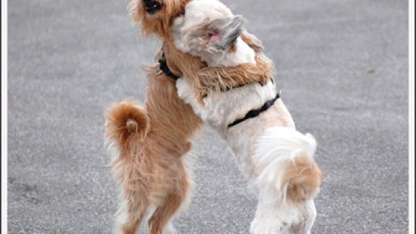 dance