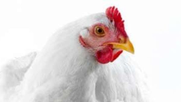 الدجاجة جيجو