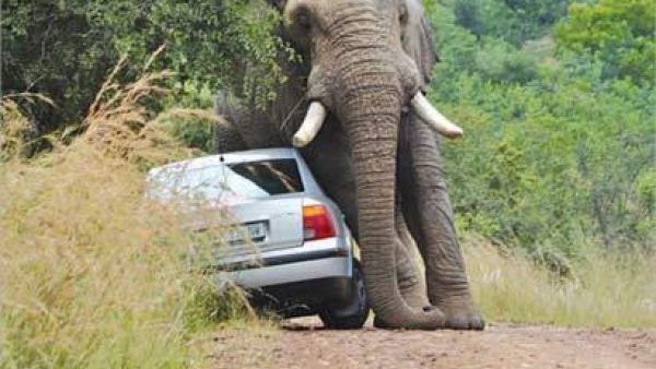 الفيل جاثم على السيارة