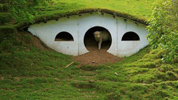 الخروف يطل من البيت ع التراس