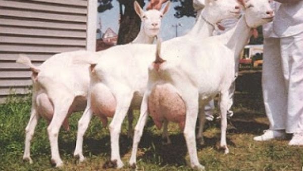 ماعز مع قهوة