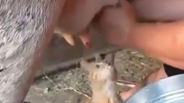 القطة تتنظر القطرات