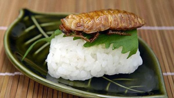 صرصار مع أرز