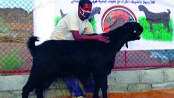 التيس صعب المنال