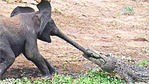 التمساح قابضاً على خرطوم الفيل الصغير