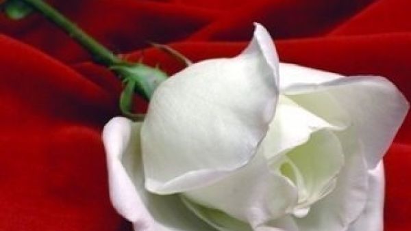 حتى الورود تخجل من هكذا تصرف!