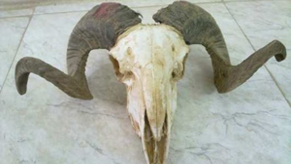 الخروف بعد ان نفق!