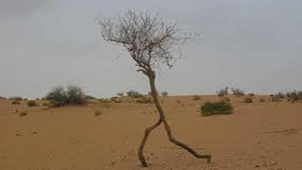 الحقوني