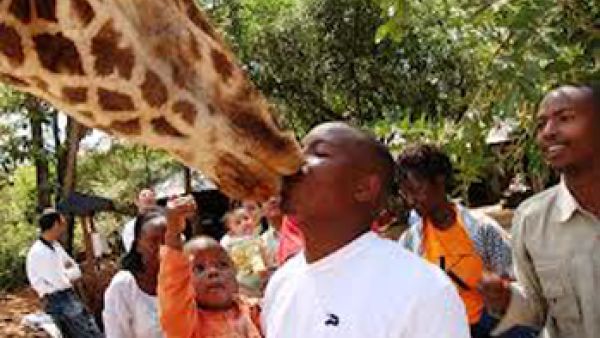 بوسة الزرافة