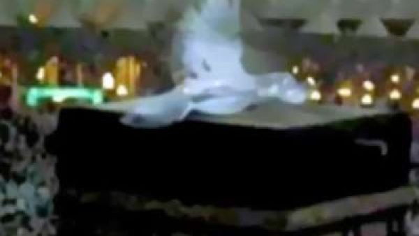 صورة من الفيديو