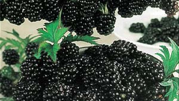 التُّوت الأسود يُعتبر بمثابة الحياة للشَّعر القصير؛ لأنَّ الأحماض الأمينيَّة الموجودة فيه، والتي تُقدَّر بـ 19 حمضاً أمينيّاً تمثِّل أهم المغذِّيات للشَّعر