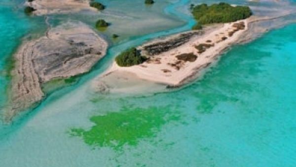 Bi Tinah Island, Abu Dhabi, is a habitat for groups of plant and animal species such as coral reefs, dugongs, natural mangroves, hawksbill turtles, dolphins, ospreys and socotra cormorants.