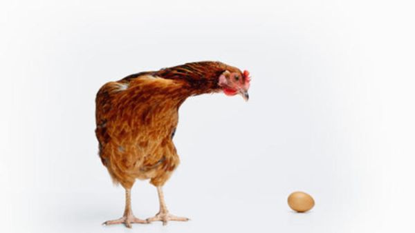 No more foul play play in Saudi as the price of chicken is set to drop