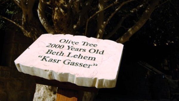Plants and trees throughout the 80,000 square meters garden resort were marked with their original names Plants and trees throughout the 80,000 square meters garden resort were marked with their original names