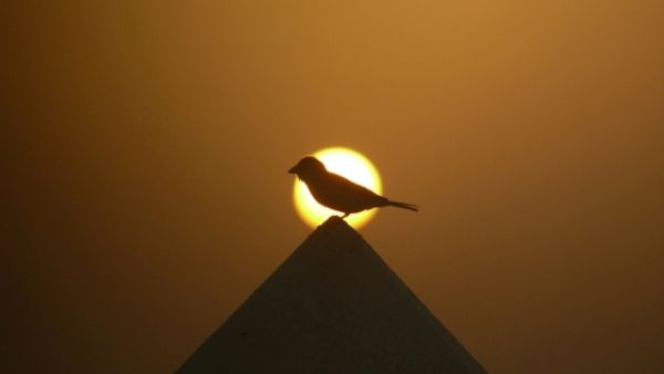 الصورة الفائزة بالمركز الأول للطالب عيدروس بني هاشم من جامعة خليفة الصورة الفائزة بالمركز الأول للطالب عيدروس بني هاشم من جامعة خليفة