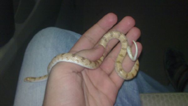 افعى صغيرة لكن فعلها كبيييير