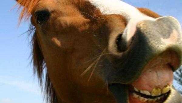 Saudi citizens are concerned about animal cruelty after multiple videos of people abusing animals circulated on YouTube. (AFP/File) Saudi citizens are concerned about animal cruelty after multiple videos of people abusing animals circulated on YouTube. (AFP/File)