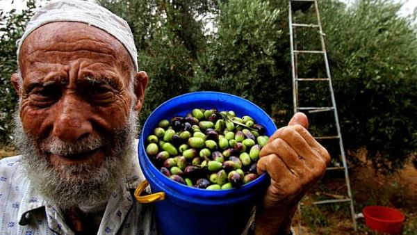 Oliver trees in Palestine are treasured by residents in the agricultural sector for their economic value, as well as by
others for their historical significance, their grandiose appearance and cultural worth to a besieged heritage.