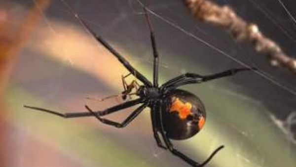 الانثى انثى