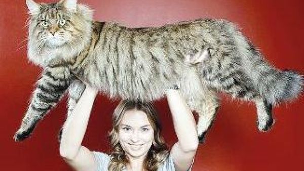 القط الفائز من القطط السمان