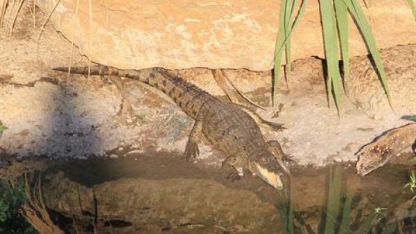 Witnesses say the critter is only 1.5 meters long ... but we think that's plenty big enough. (photo: The Daily Star)