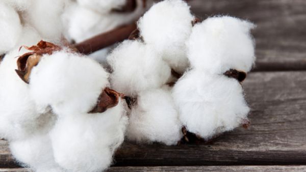 "Market prices of cotton are currently low; without the subsidy, farmers will not be able to sustain the cost of planting cotton," he concluded.