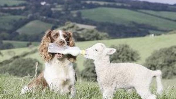 الكلبة ترضع الحمل