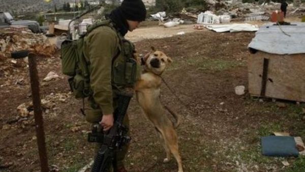 The importance of Israeli dogs