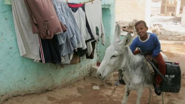 Not the donkey in question. An Egyptian farmer was arrested over the weekend for naming his donkey after General Abdel Fattah al-Sisi and jauntily (we imagine) placing an army cap on its head. (AFP/File)