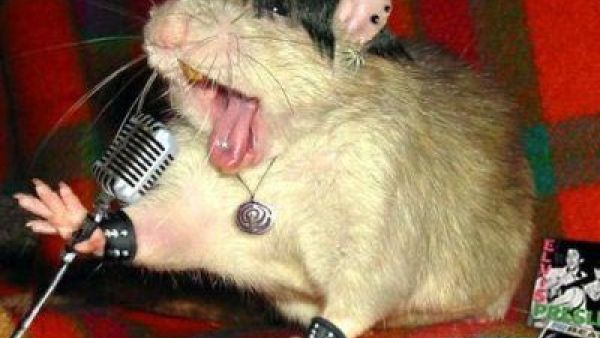 زي المطربين اللي عن جد